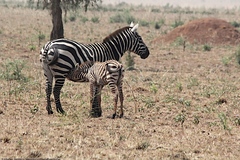 Equus quagga borensis