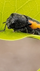 Ptosima laeta