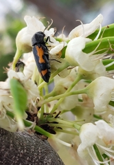 Ptosima laeta