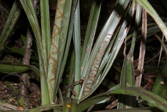 Charixena iridoxa
