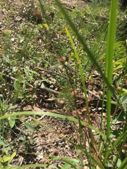 Lomandra multiflora multiflora