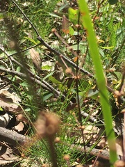 Lomandra multiflora multiflora