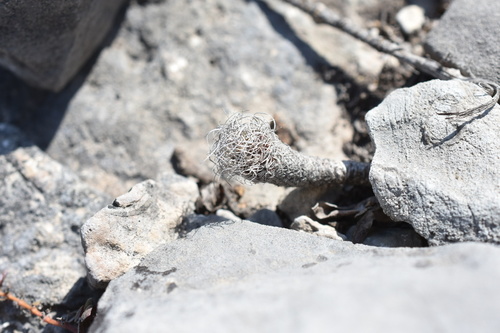 Kadenicarpus pseudomacrochele