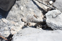 Kadenicarpus pseudomacrochele