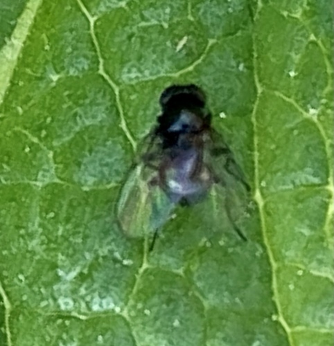 iNaturalist observation photo of Leaf-miner Flies