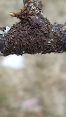 Melanohalea septentrionalis