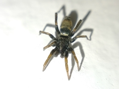 Latonigena auricomis