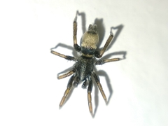 Latonigena auricomis
