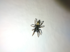 Latonigena auricomis