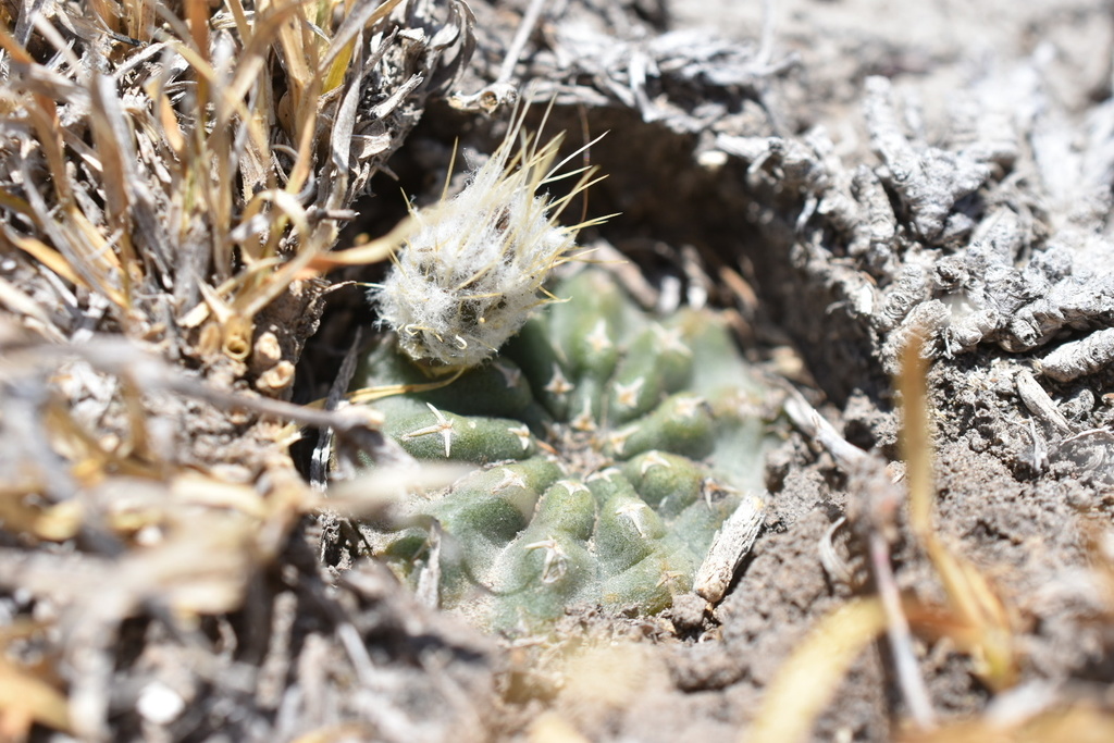 Echinocereus pulchellus, Ixmiquilpan, HGO, MX