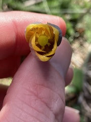 Fritillaria uva-vulpis