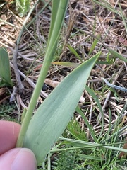 Fritillaria uva-vulpis