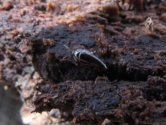 Coproporus ventriculus