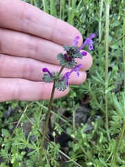 Lamium amplexicaule