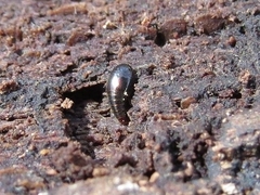 Coproporus ventriculus