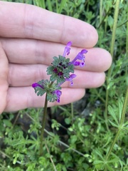 Lamium amplexicaule