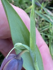 Fritillaria uva-vulpis