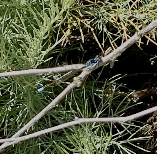 iNaturalist observation photo of Pacific Forktail