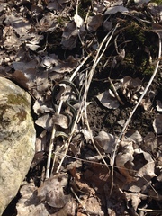 Thamnophis sirtalis