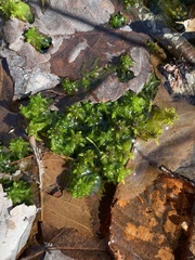 Sphagnum subsecundum