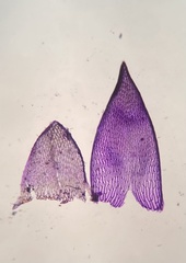 Sphagnum subsecundum