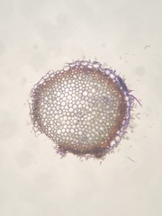 Sphagnum subsecundum