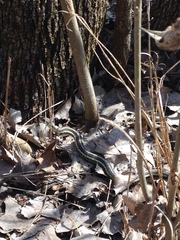 Thamnophis sirtalis