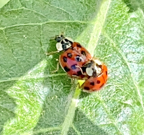 iNaturalist observation photo of Asian Lady Beetle