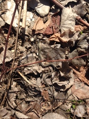 Thamnophis sirtalis