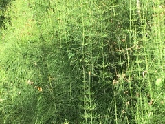 Equisetum myriochaetum