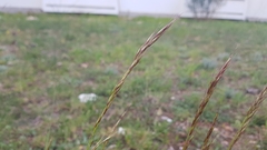 Helictotrichon convolutum