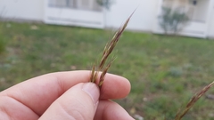 Helictotrichon convolutum