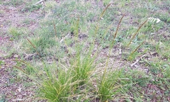 Helictotrichon convolutum