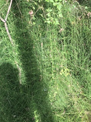 Equisetum myriochaetum