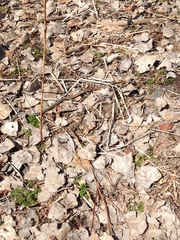 Thamnophis sirtalis