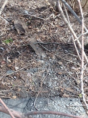 Thamnophis sirtalis