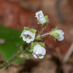 Veronica californica