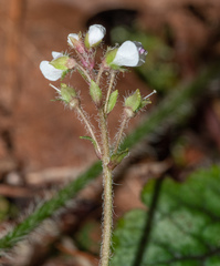 Veronica californica