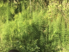 Equisetum myriochaetum