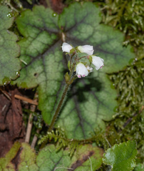 Veronica californica