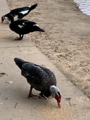 Cairina moschata domestica