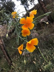 Eschscholzia californica californica