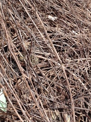 Thamnophis sirtalis