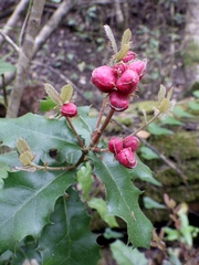 Plagiotrochus quercusilicis