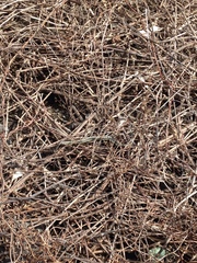 Thamnophis sirtalis