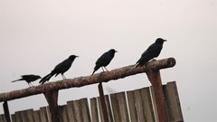 Corvus imparatus
