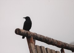 Corvus imparatus