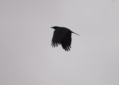 Corvus imparatus