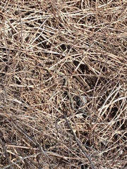 Thamnophis sirtalis