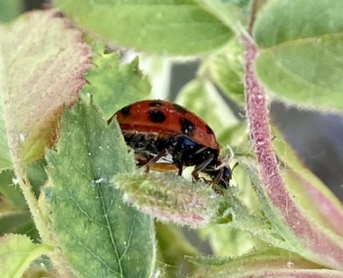 iNaturalist observation photo of Asian Lady Beetle